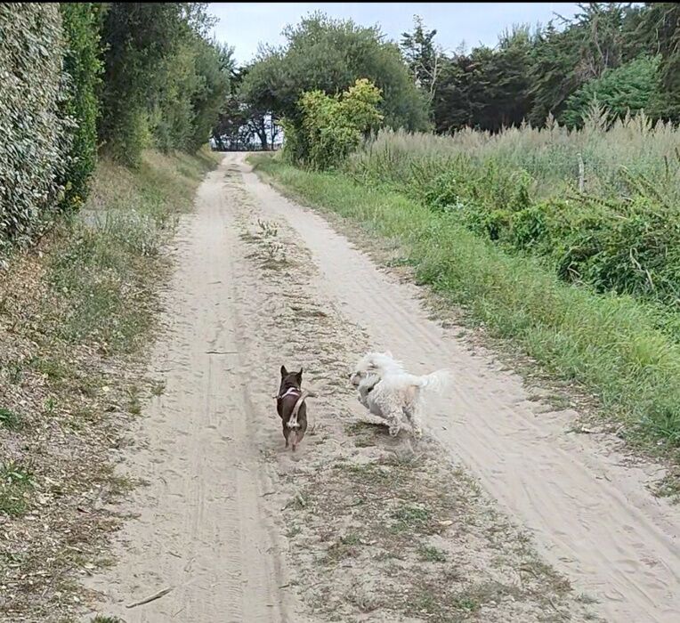 Chemin de campagne emprunté lors des balades quotidiennes