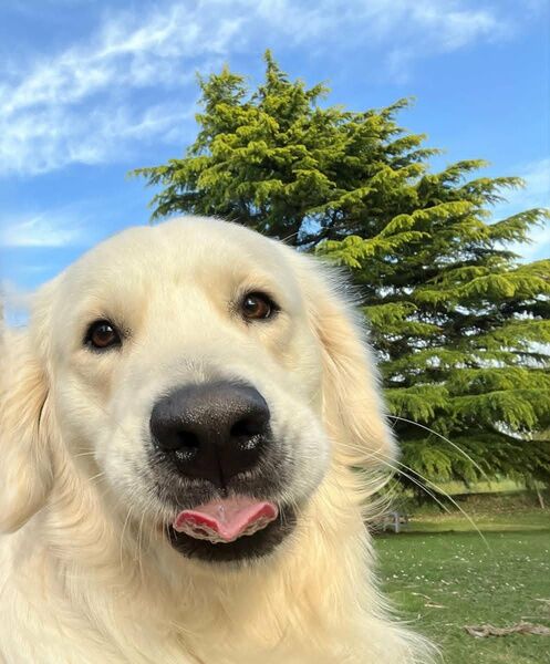 Doug, golden retriever de la pension