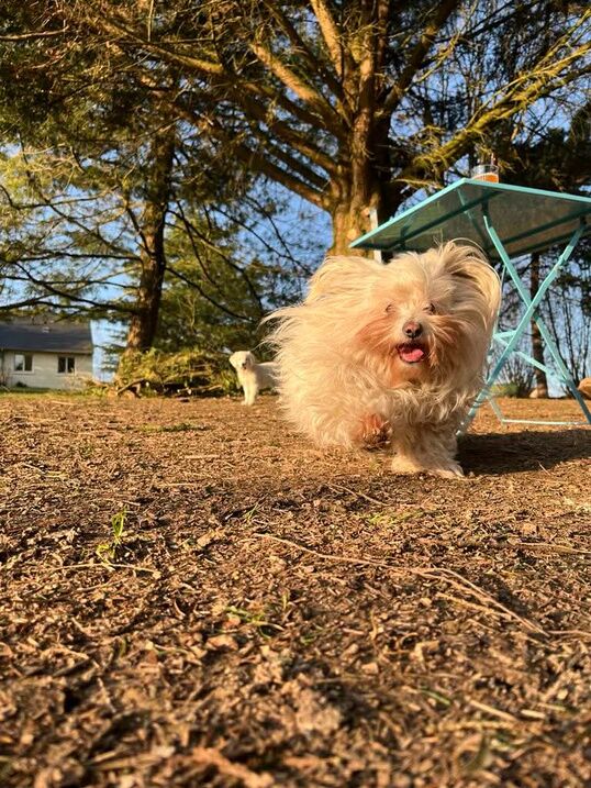 Joplin, petit chien crème, en pleine course dans le jardin