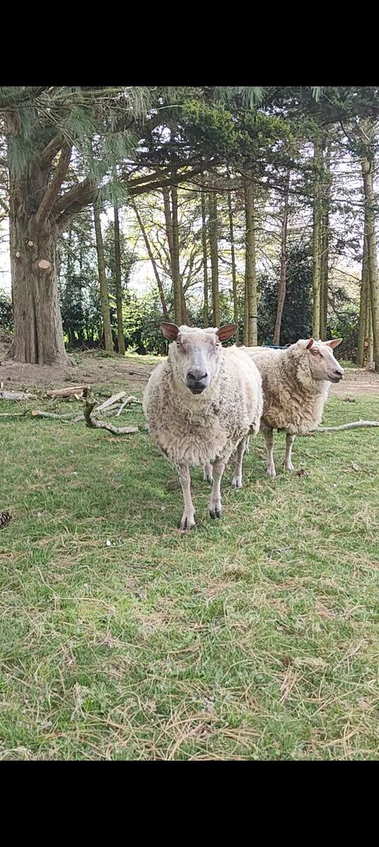 Paquerette et Marguerite, les deux moutons de la pension