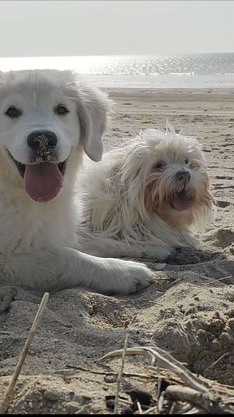 Deux chiens de la pension allongés côte à côte sur la plage