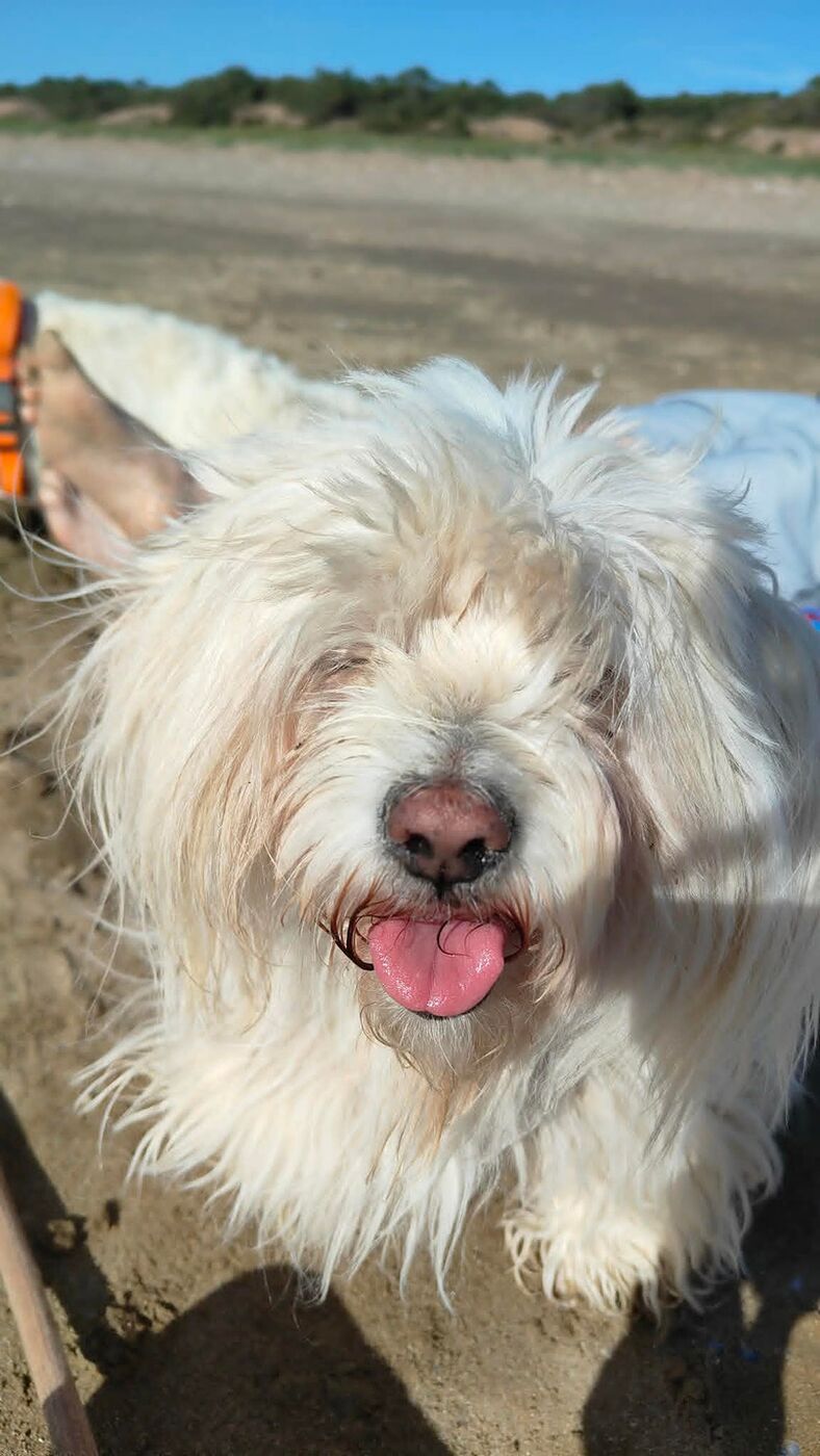 Portrait d’un chien détendu chez lui