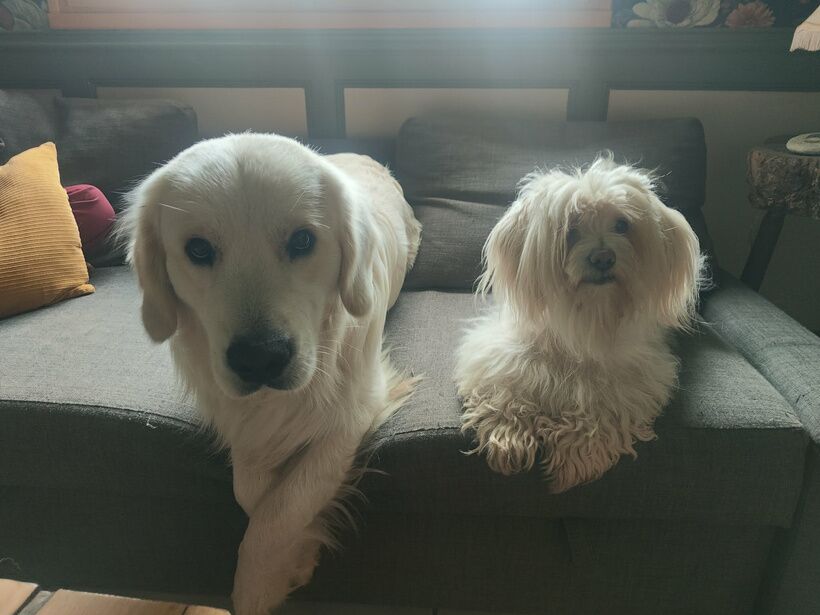 Deux chiens installés confortablement, prêts pour la balade
